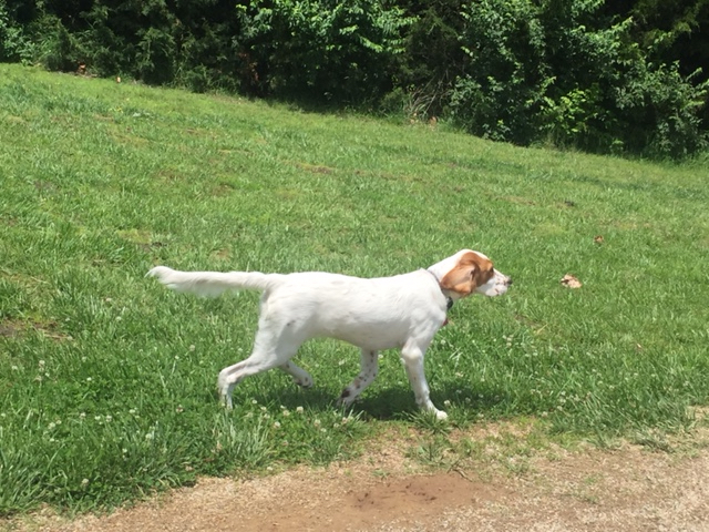 Tucker doing his creepy walk approaching a butterfly.