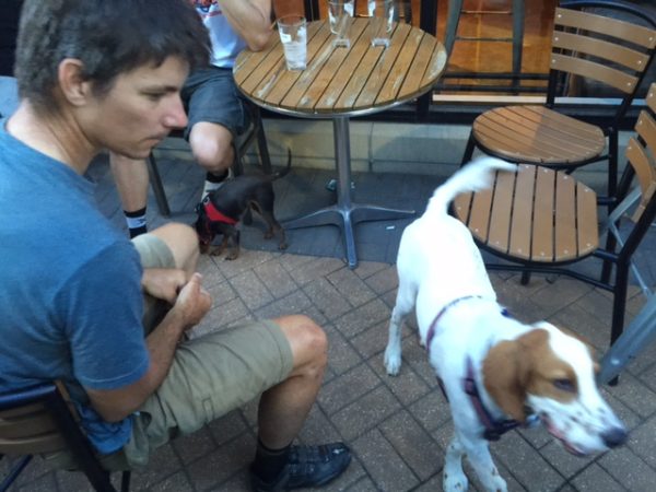 Tucker ran over to Tuesday Night beer night at PT's. It was long for him. He eventually ditched to cycling crowd to go hang out at the other end of the patio with a group that had a Chihuaha.