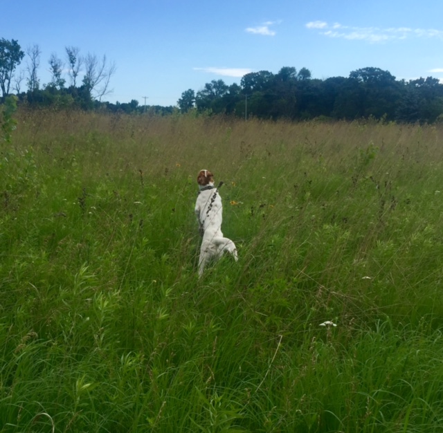 Tucker jumping through tall grass this morning.