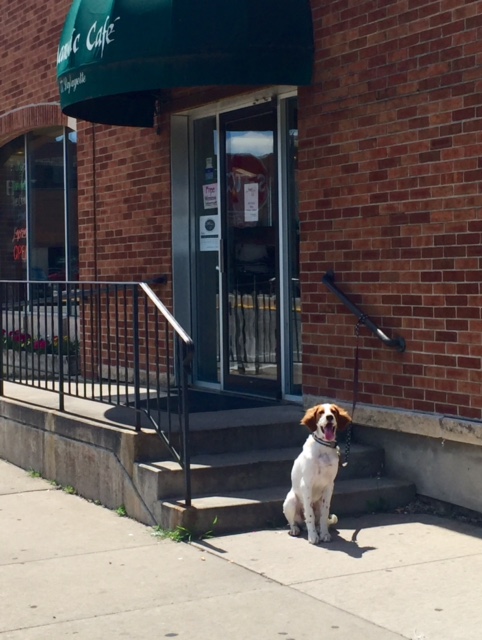 Tucker waiting patiently at a coffeeshop in Winona.  