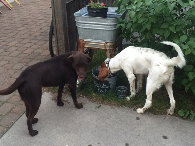 Tucker and Tessie sharing some water after playing.