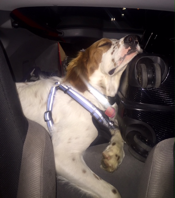 Tucker was pretty done coming back from the airport last night.