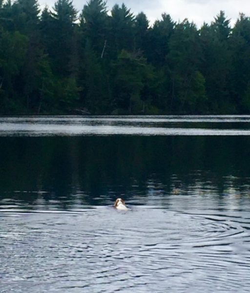 Tucker even like to swim by himself.