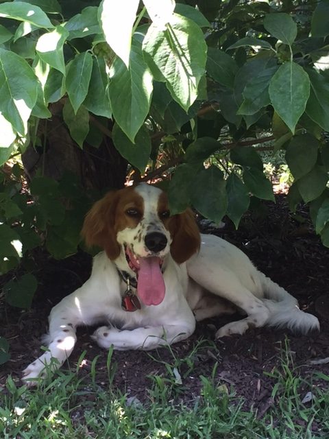 Tucker is doing a good job staying in the shade.
