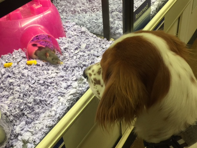 Tucker was way interested in this rat at the pet store yesterday.
