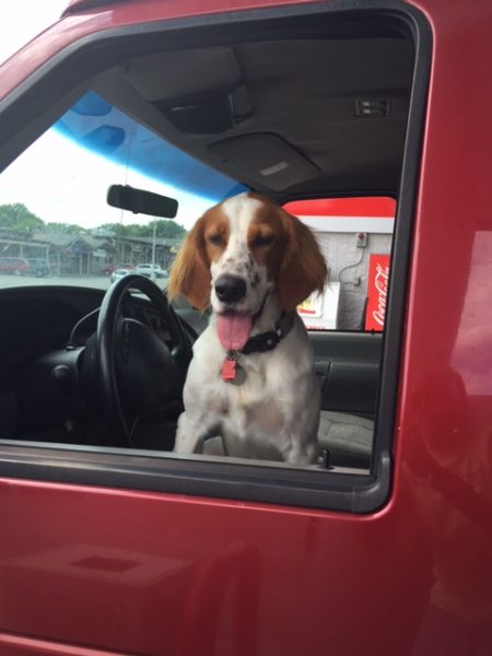 Tucker likes to go just about anywhere the van goes.