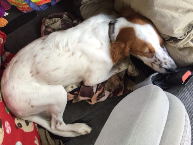 Tucker in another weird sleeping/driving position. 