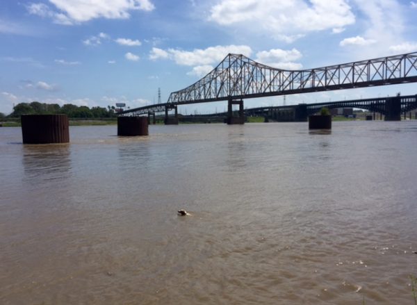 Tucker swimming in the Mississippi.
