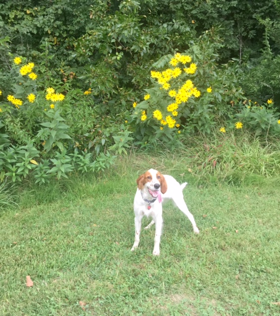 Tucker, all hot, posing in front of some sunflowers at a park down the street. It is a big sunflower year here in Kansas. Lots of late summer rain.