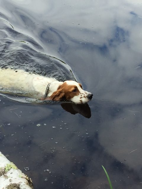Tucker is a swimming fool.  He runs to the lake, a couple times, on his own, to go swimming.  