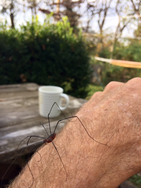 This guy crawled around my arm for a few minutes yesterday. I like most spiders, especially these guys.