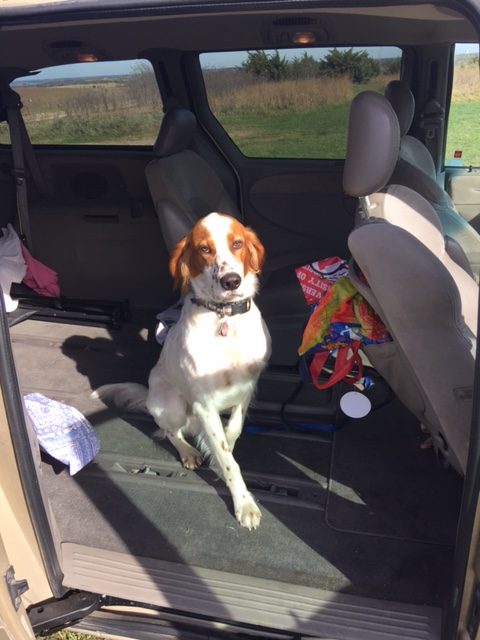 Tucker is super obedient most of the time. Here he is waiting to jump out of the van and run into the fields as fast as he can.