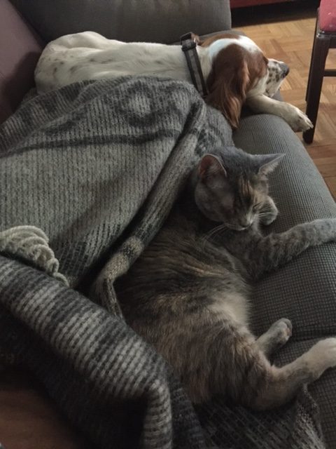 I try to get at least an hour more sleep during the day. I can always count on Tucker, and at least, one cat joins me.
