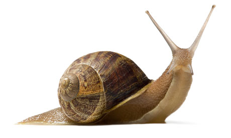 snail-03