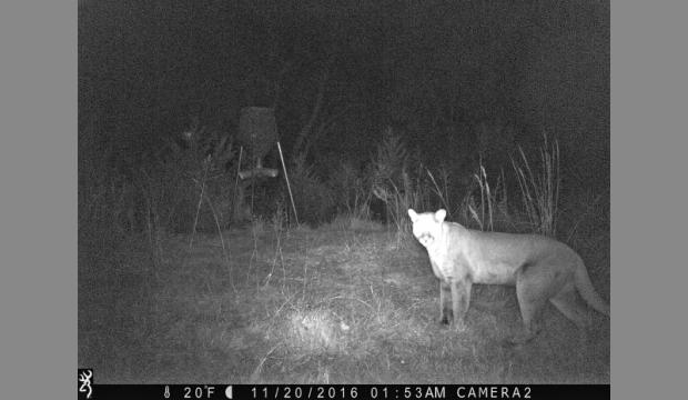 On a happier note, a hunter's trail camera filmed a mountain lion in Shawnee County, where I live. This is the first photoed mountain lion near Topeka. They are very stealthy and shy. 